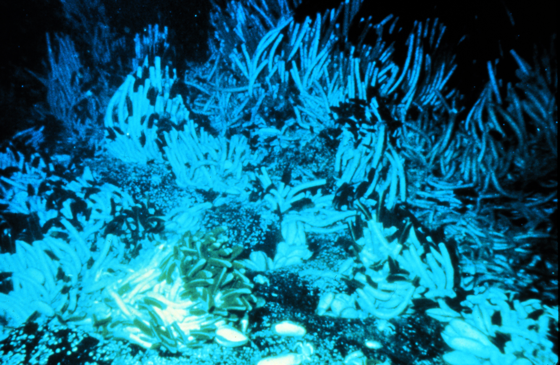 Evidence of Vast Underwater Ecosystems (Image Credits: Wikimedia)