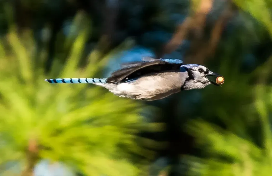How Blue Jays Cache Acorns Like Tiny Forest Gardeners (Image Credits: Flickr)