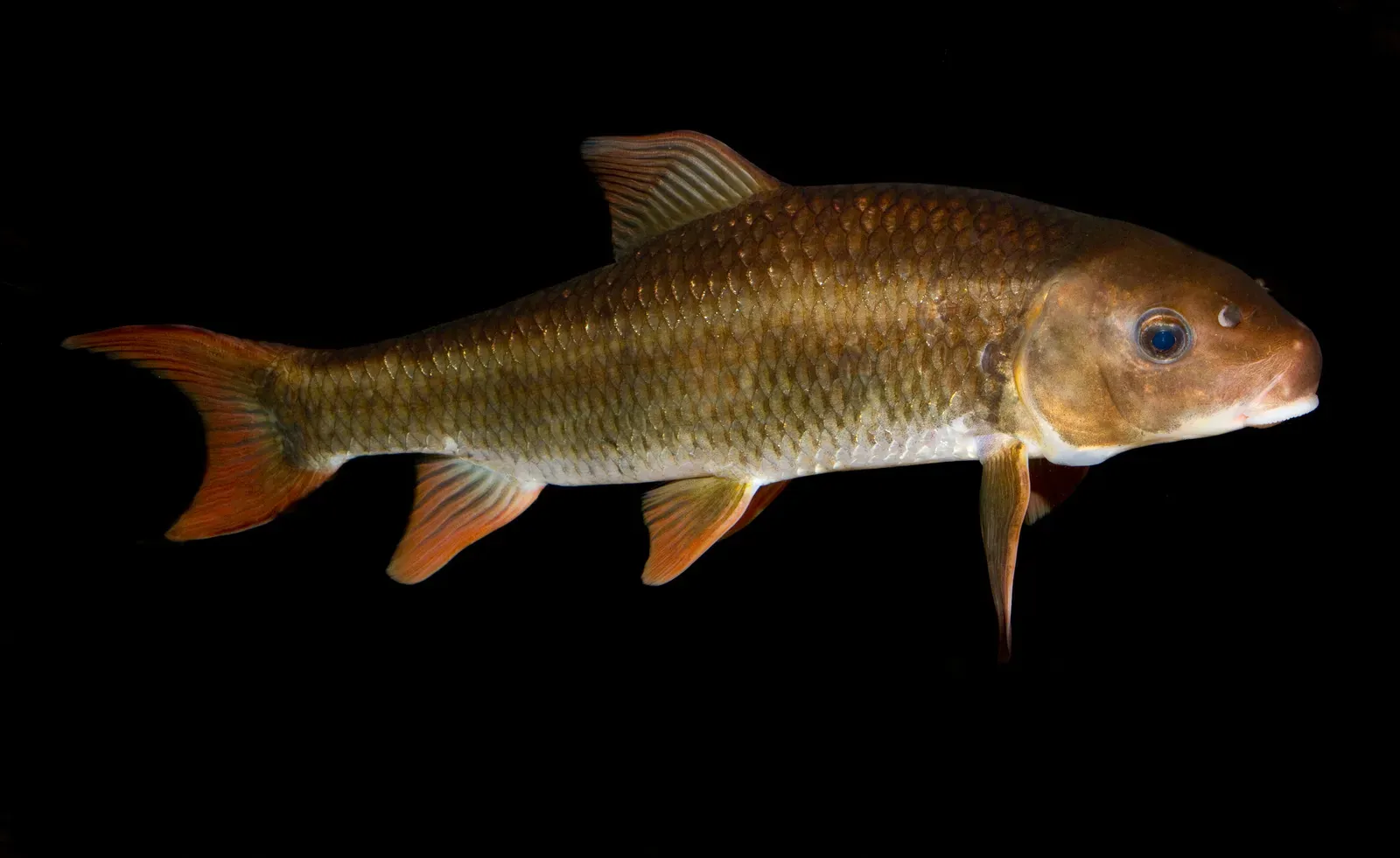 #2 - The Robust Redhorse: 122 Years Underwater and No One Noticed (Flickr: Robust Redhorse Sucker Moxostoma robustum, CC BY 2.0)