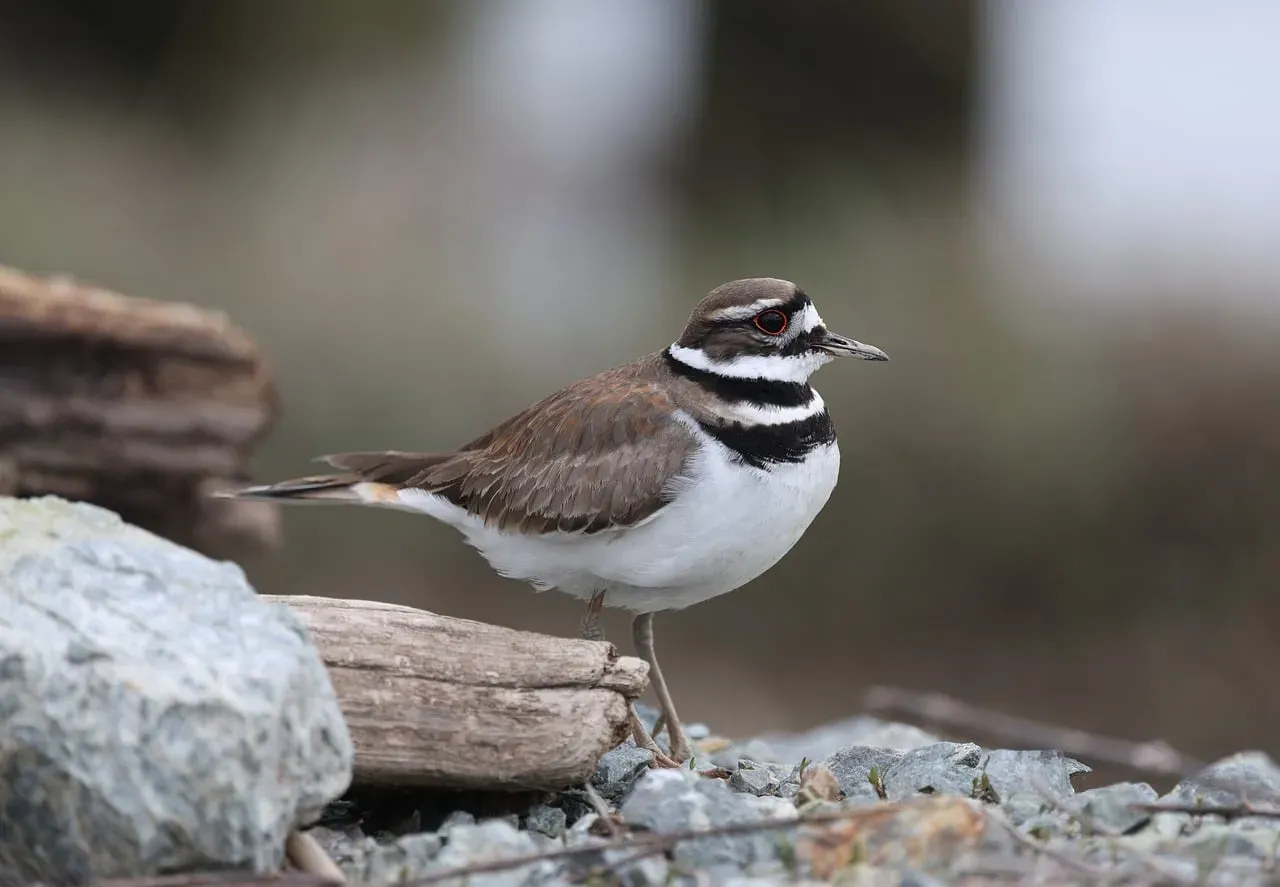 1. You Meet Killdeer In The Most Unexpected Places (Image Credits: Pixabay)