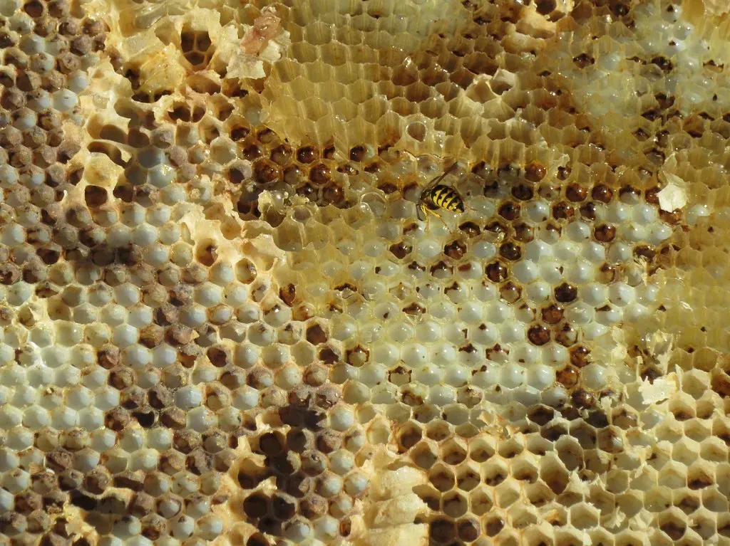Honeycomb Geometry: Mathematical Precision (Image Credits: Flickr)