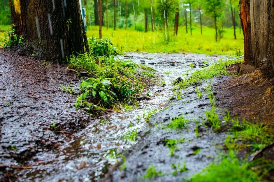 #10 - Rain Doesn't Leave a Crust Behind (Image Credits: Pexels)