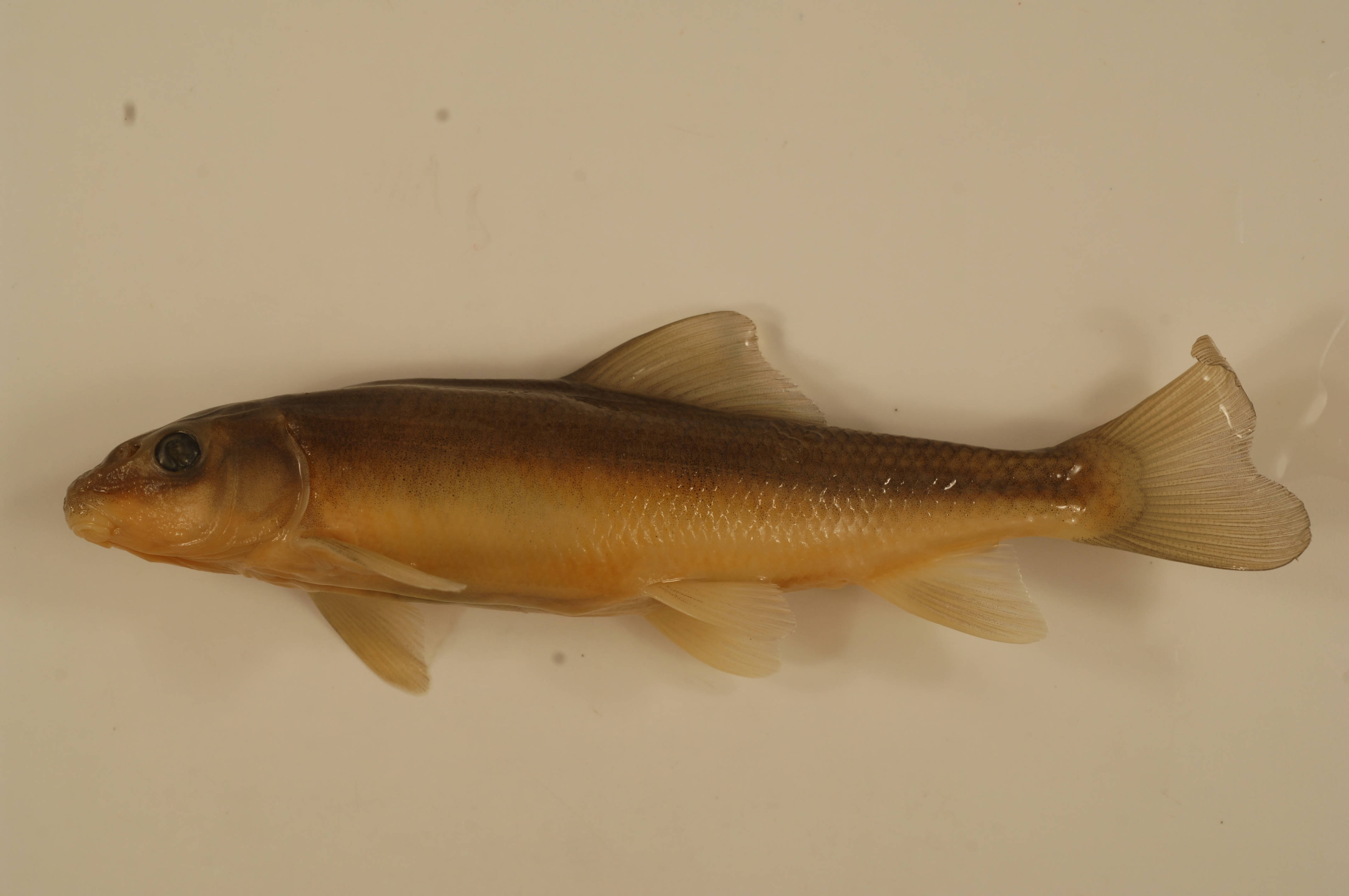 Utah’s Lake Reset: June Sucker (Image Credits: Wikimedia)