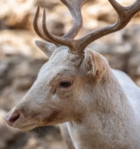 The Stag as a Guide to the Otherworld (Image Credits: Pexels)