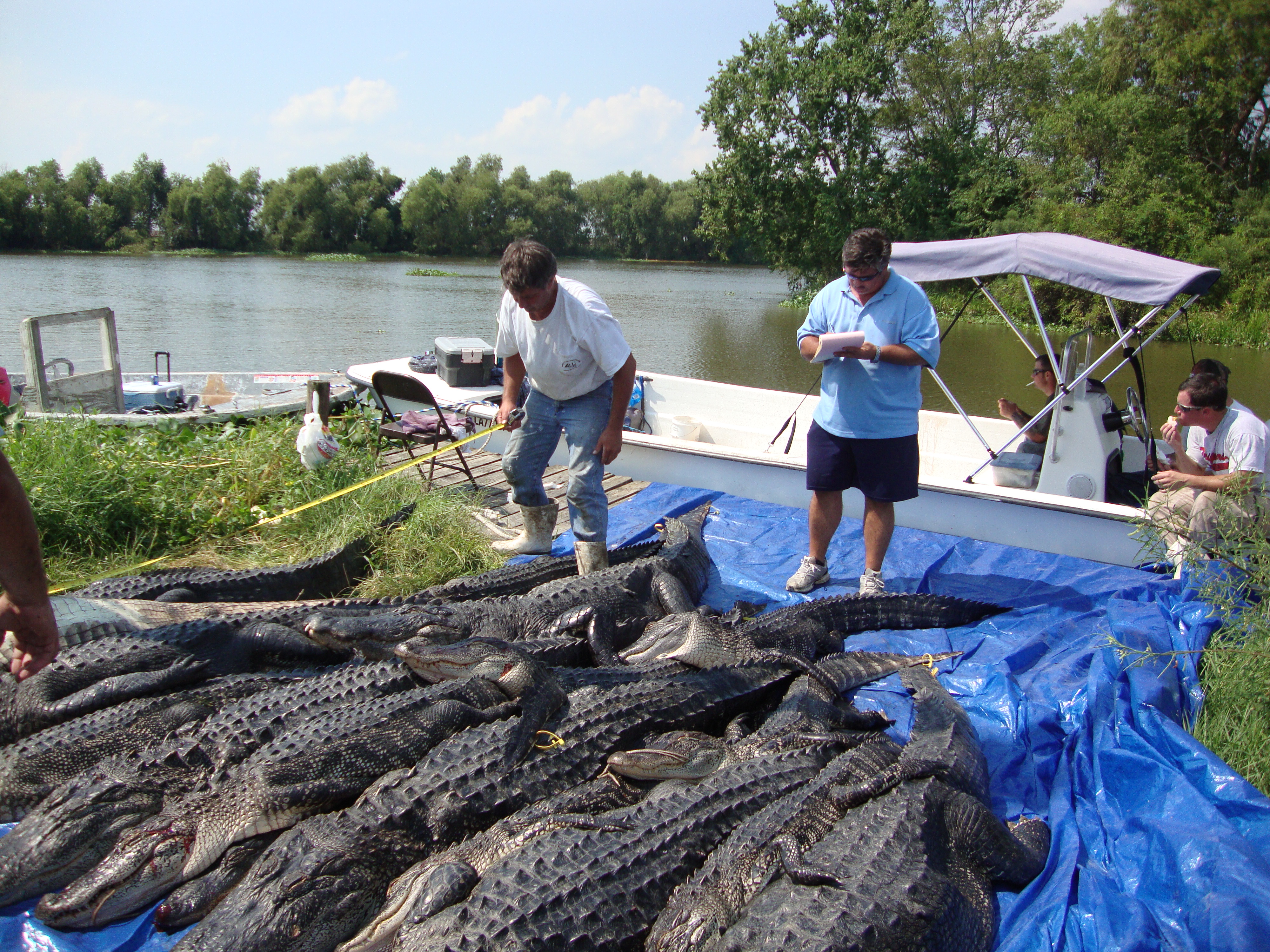 The Human Edge: Communities, Culture, and the Marsh Economy (Image Credits: Wikimedia)
