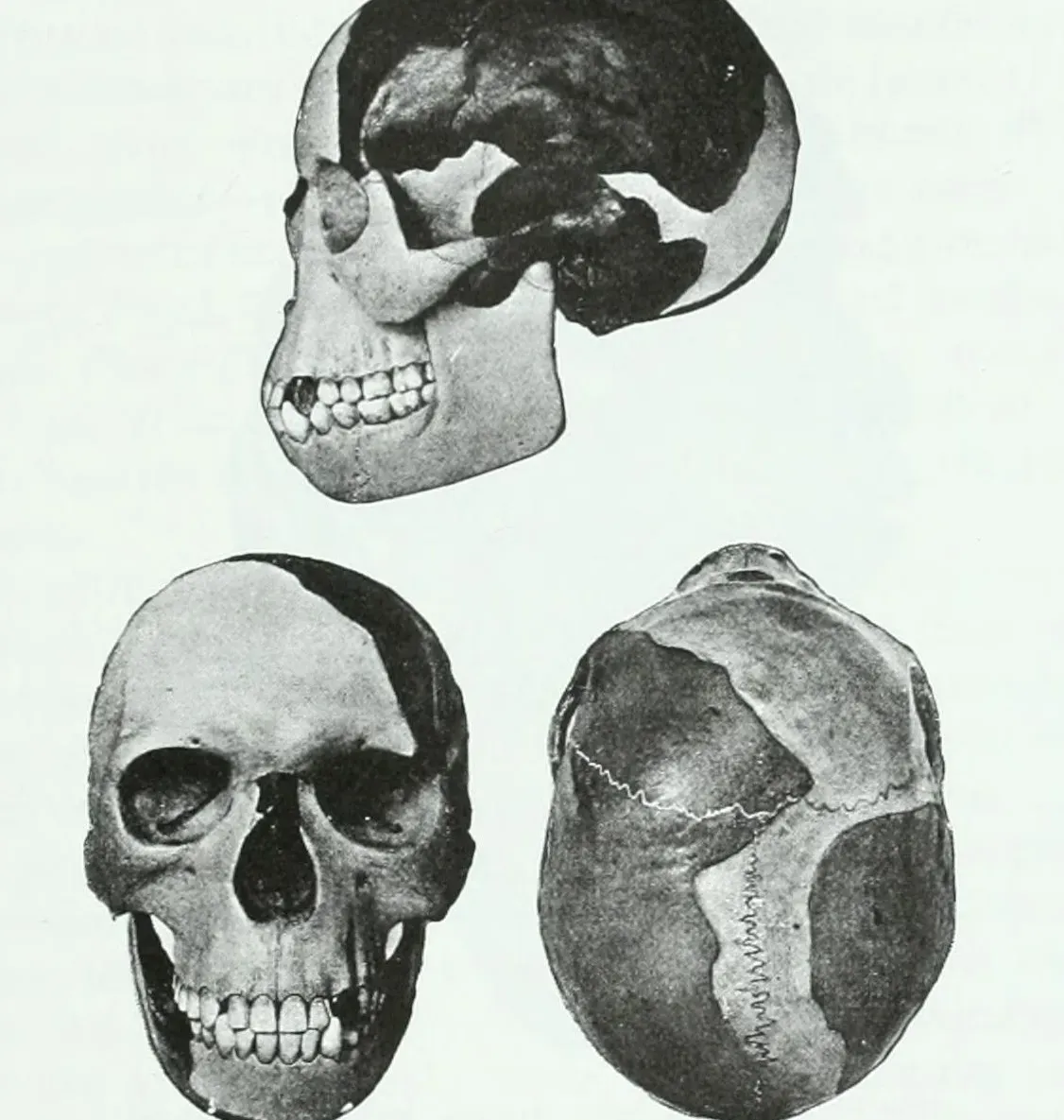 Piltdown Man: Debunked Hoax, Lingering Lessons (Image Credits: Wikimedia)