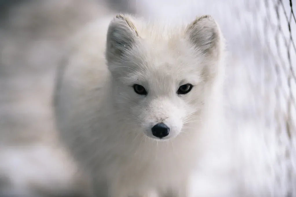 3. Arctic Foxes: Masters of Extreme Cold Survival (Eric Kilby, Flickr, CC BY-SA 2.0)