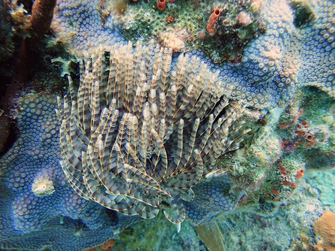 The Scale of Ancient Reef Collapse (Image Credits: Unsplash)