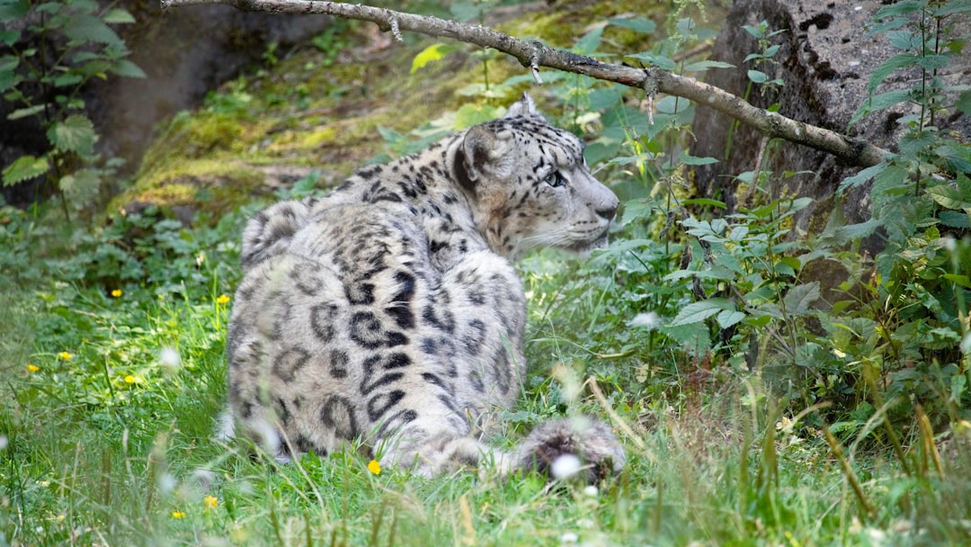 Cancer - The Snow Leopard: Protective Instincts and Emotional Depths (Image Credits: Unsplash)