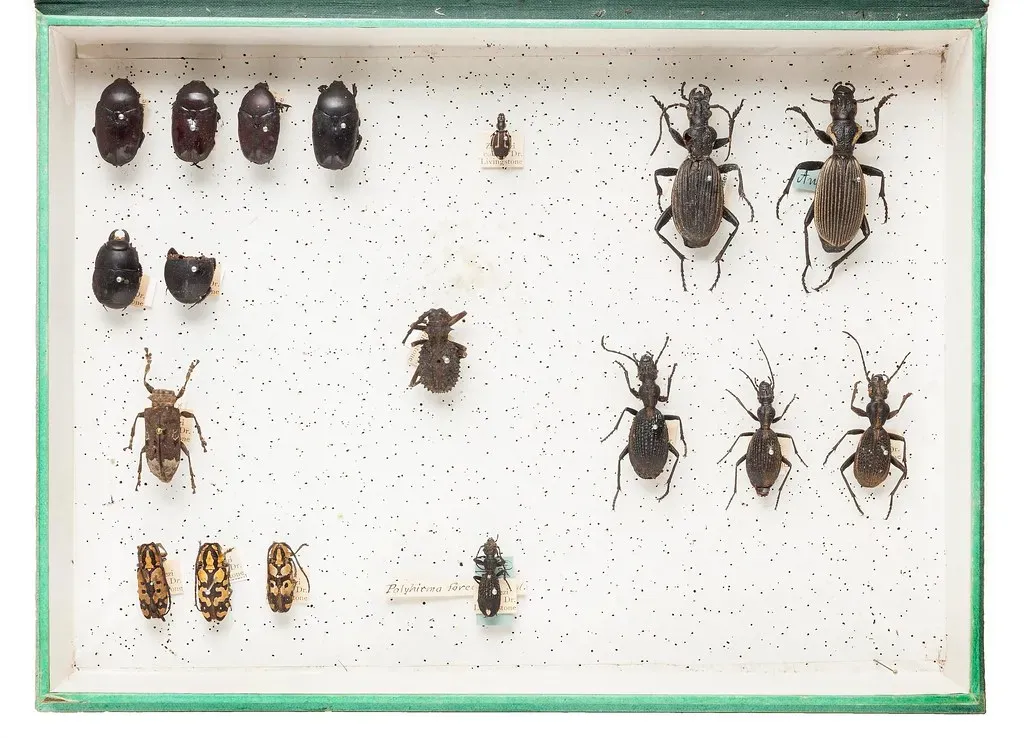 #16 - David Livingstone's Beetles, Boxed Up and Ignored for 150 Years (NHM Beetles and Bugs, Flickr, CC BY 2.0)