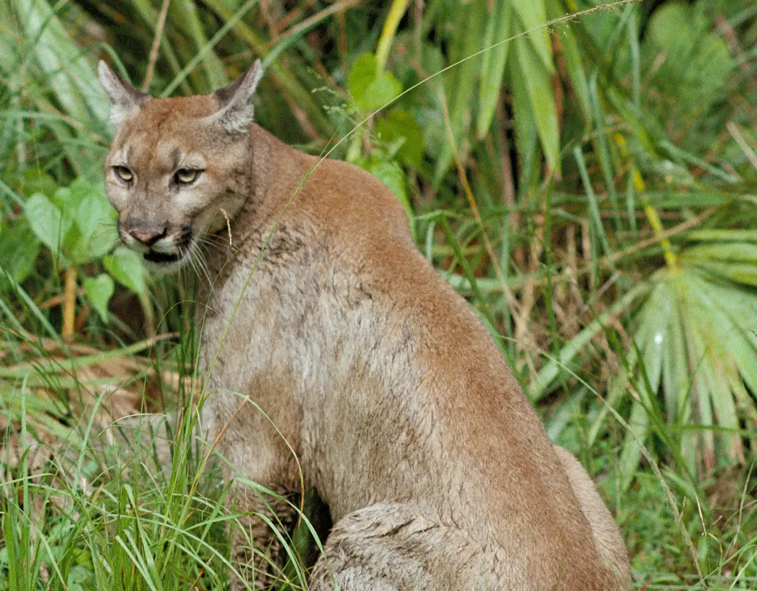 Apex Predator: Keeping Prey Populations in Check (Image Credits: Wikimedia)