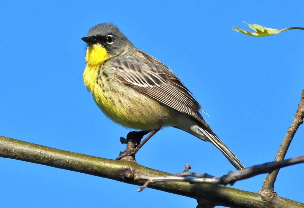 Kirtland’s Warbler: A Tiny Bird Dependent on Fire and Young Forests (Image Credits: Flickr)