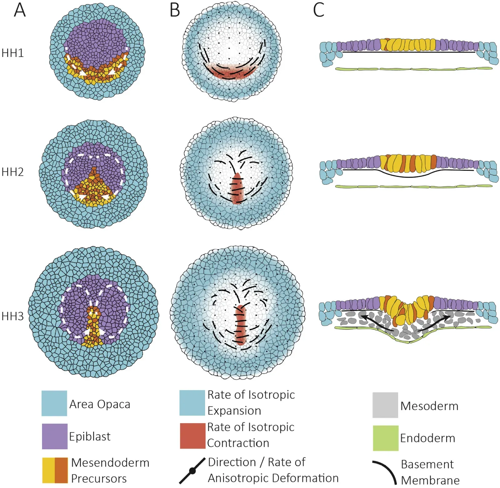 Protocells: When Chemistry Learns to Draw a Boundary (By Guillermo Serrano Nájera, Cornelis J. Weijer, CC BY 4.0)