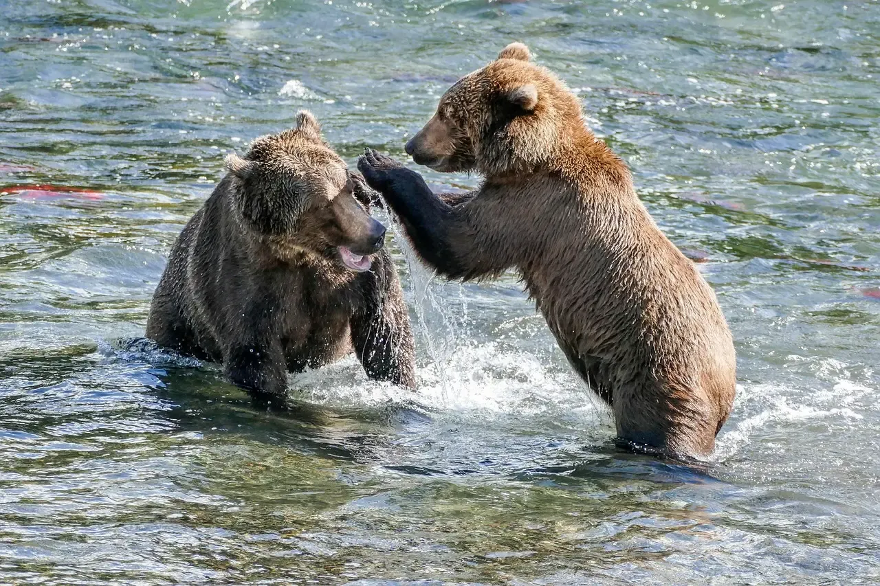 Conclusion: Respect the Water, Respect the Wildlife (Image Credits: Pixabay)