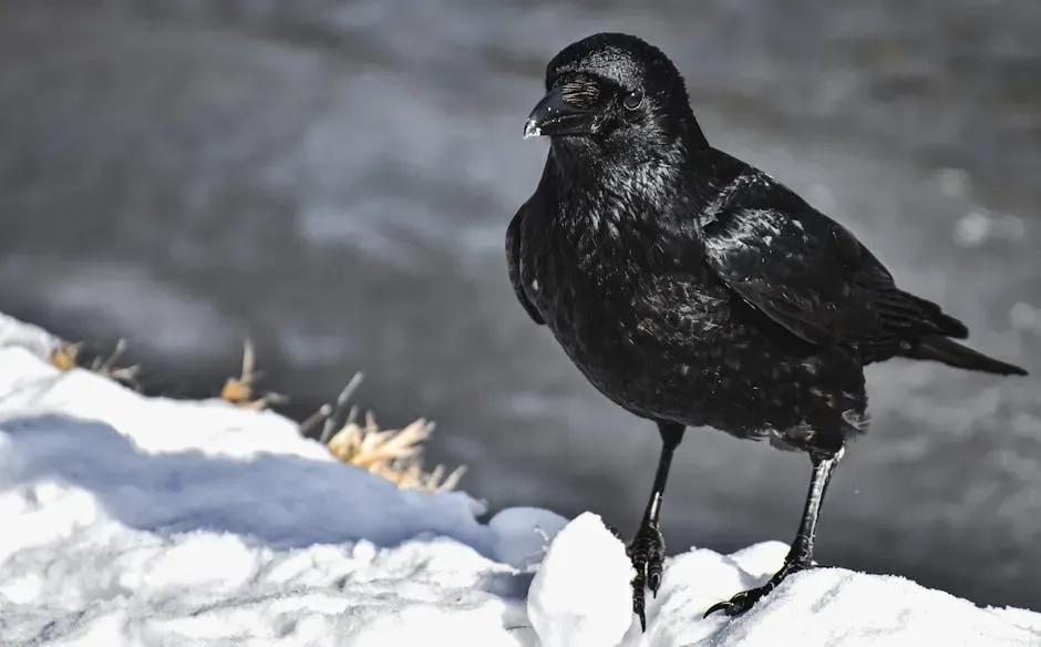 11. American Crow: The Street-Smart Winter Strategist (Image Credits: Pexels)
