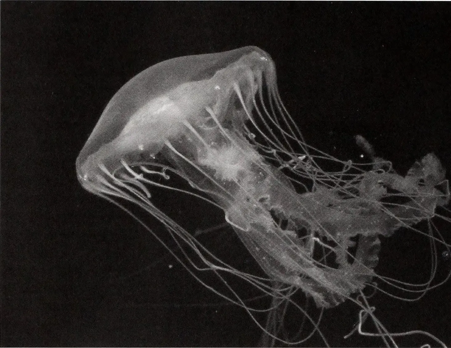 12. Video‑Only Midwater Predators That Never Reach a Jar (By Internet Archive Book Images, No restrictions)