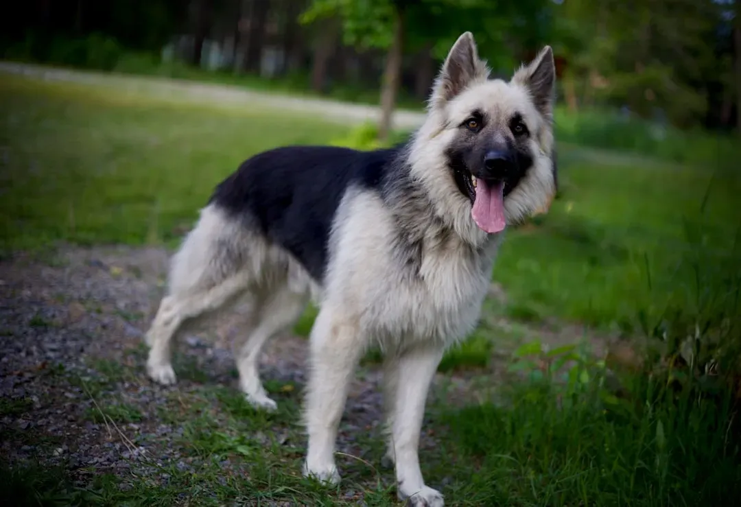 How Underground Water Movement Could Affect Your Dog's Behavior (Image Credits: Unsplash)
