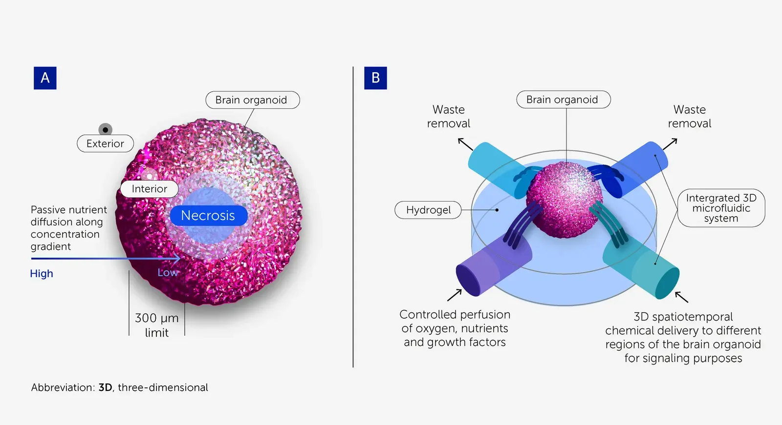 #3 - AI and Lab-Grown Mini-Brains Are Showing the Same Math as Conscious Brains (By Authors of the study:
Lena Smirnova
Brian S. Caffo
David H. Gracias
Qi Huang
Itzy E. Morales Pantoja
Bohao Tang
Donald J. Zack
Cynthia A. Berlinicke
J. Lomax Boyd
Timothy D. Harris
Erik C. Johnson
Brett J. Kagan
Jeffrey Kahn
Alysson R. Muotri
Barton L. Paulhamus
Jens C. Schwamborn
Jesse Plotkin
Alexander S. Szalay
Joshua T. Vogelstein
Paul F. WorleyThomas Hartung, CC BY 4.0)