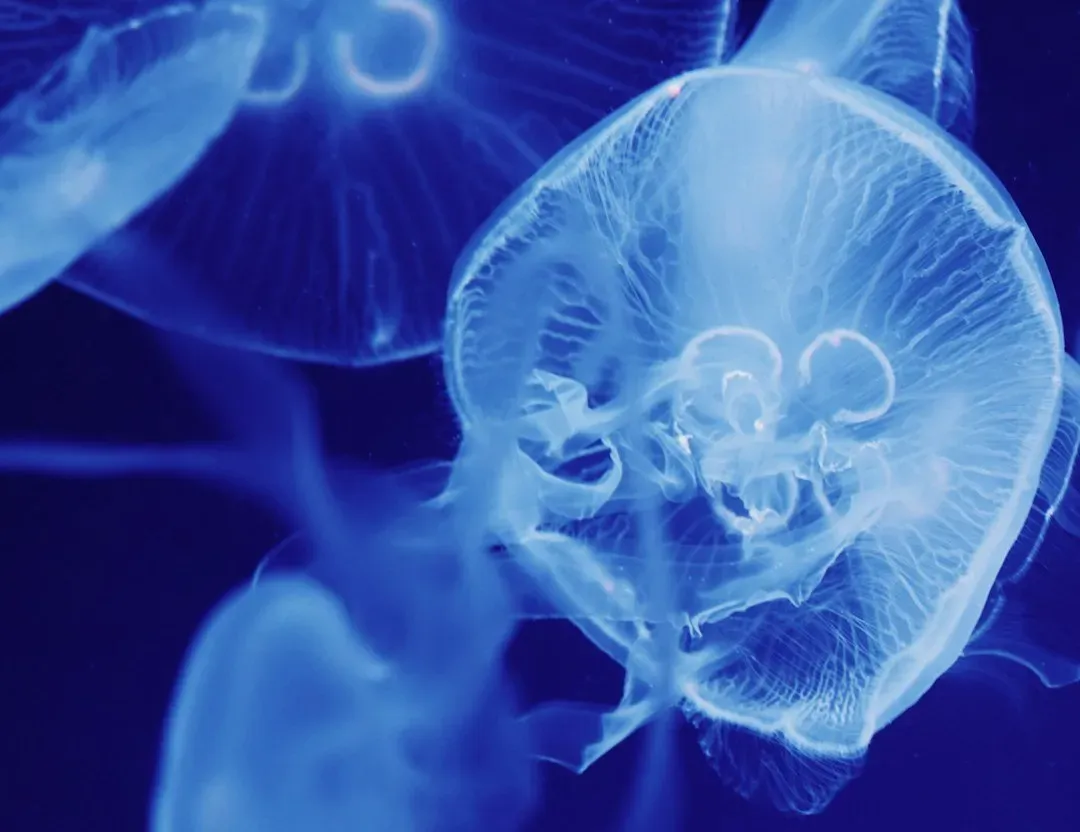 Transparent and Glass‑Like Creatures (Image Credits: Unsplash)