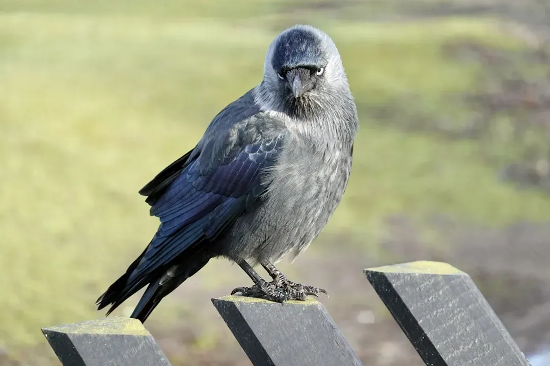 Social Intelligence and Deception: When Birds Play Mind Games (Image Credits: Unsplash)