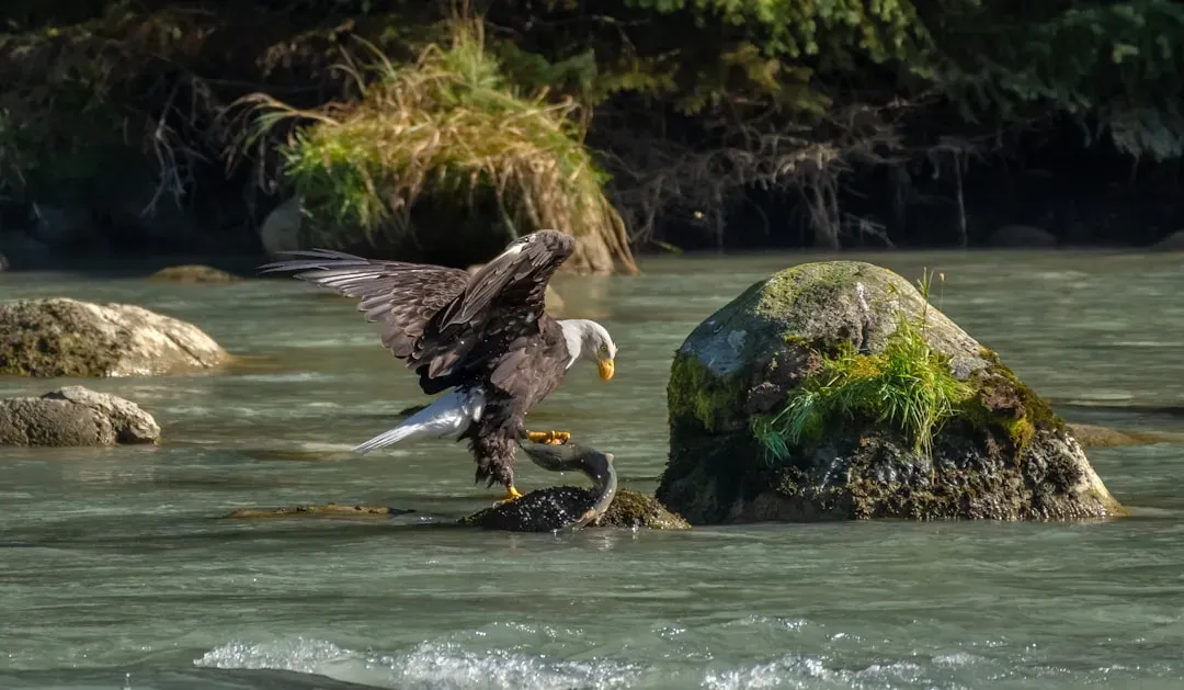 2. Skagit River (Washington) (Image Credits: Unsplash)