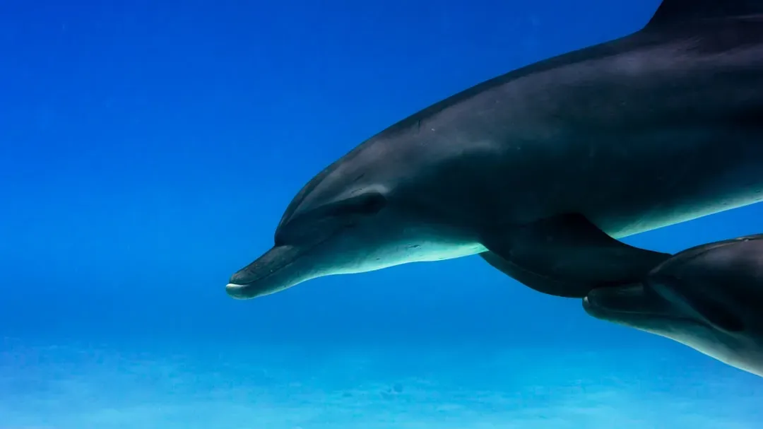 3. Dolphin - Seeing With Sound Underwater (Image Credits: Unsplash)