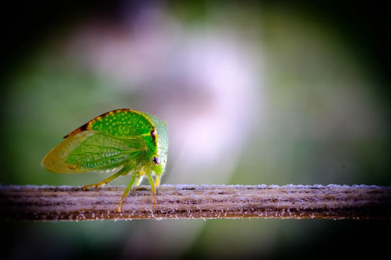 Conclusion: Once You See These Insects, You Can’t Unsee Them (Image Credits: Pixabay)