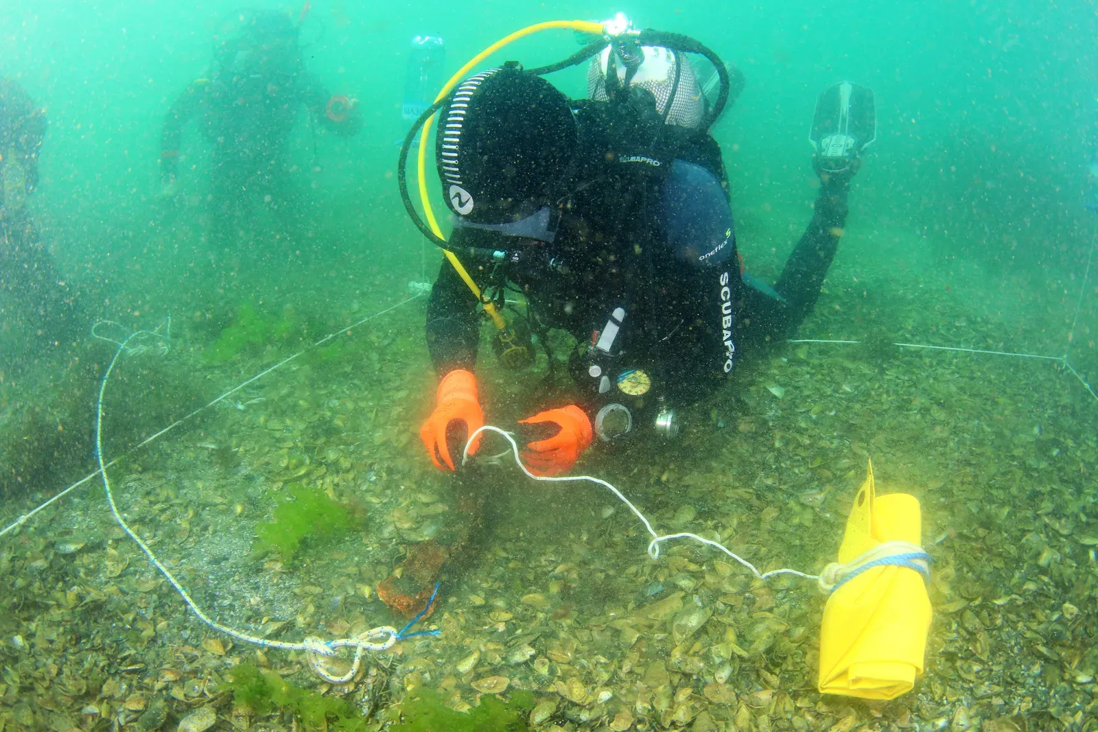 How You Can Engage With This Hidden World (Image Credits: Wikimedia)