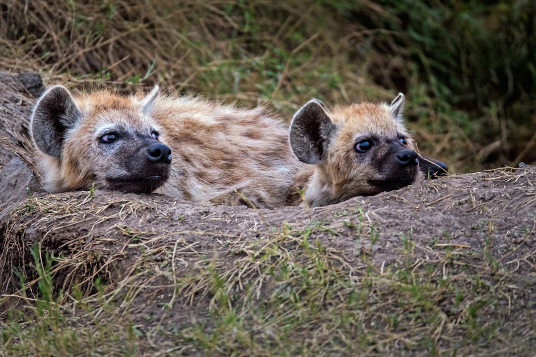 Social Calculus: Spotted Hyenas (Image Credits: Unsplash)