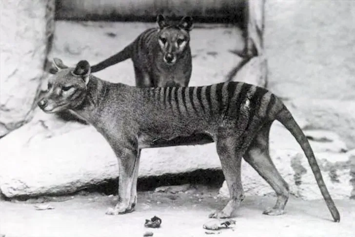 #10 - Thylacines That May Have Outlasted Their Official 1936 Death Date (Report of the Smithsonian Institution. 1904from the Smithsonian Institution archives. Published example
other information: [1]
Additional information: Female thylacine (front) with juvenile male offspring (rear).(30 September 2020). "A Catalogue of the Thylacine captured on film". Australian Zoologist 41 (2): 143–178. DOI:10.7882/AZ.2020.032., Public domain)