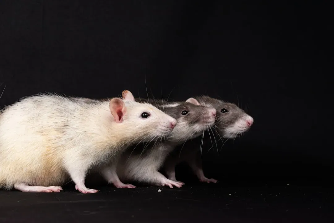 7. Rats and Primates Showing Empathy and Moral-Like Behavior (Image Credits: Unsplash)