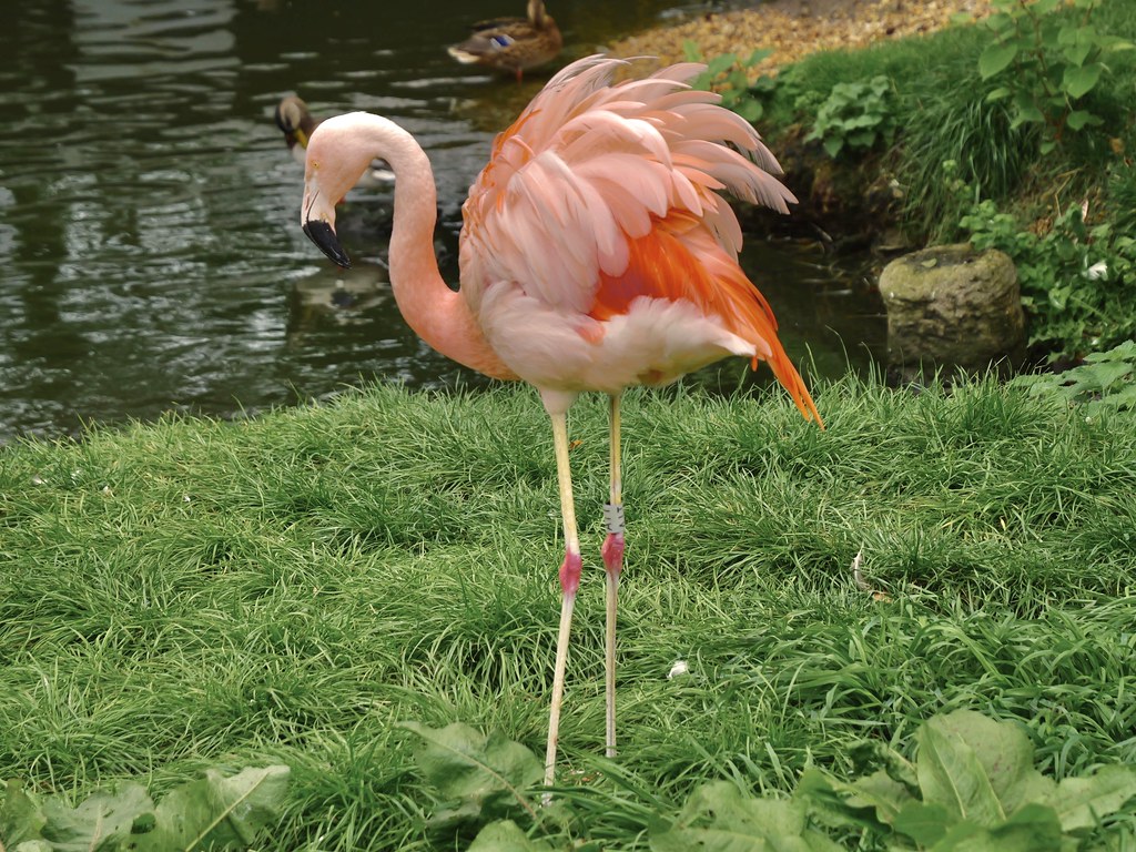 Libra: The Elegant Flamingo (Image Credits: Flickr)