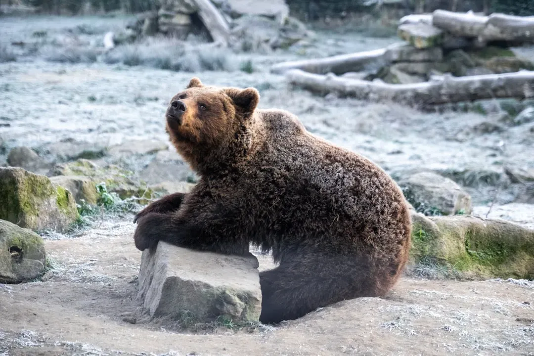 Your Own Winters: Learning from the Spirit-Bear Metaphor (Image Credits: Unsplash)