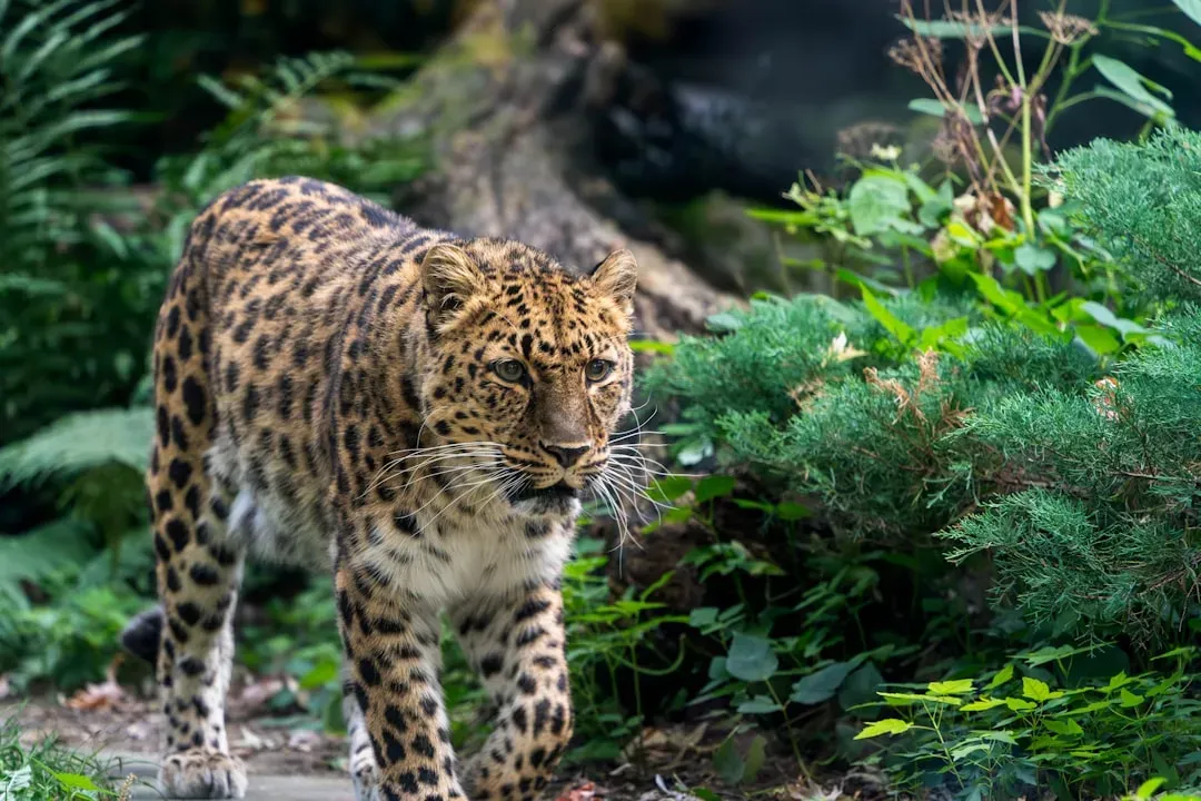 Scorpio – The Panther Moving Silently Through Shadows (Image Credits: Unsplash)