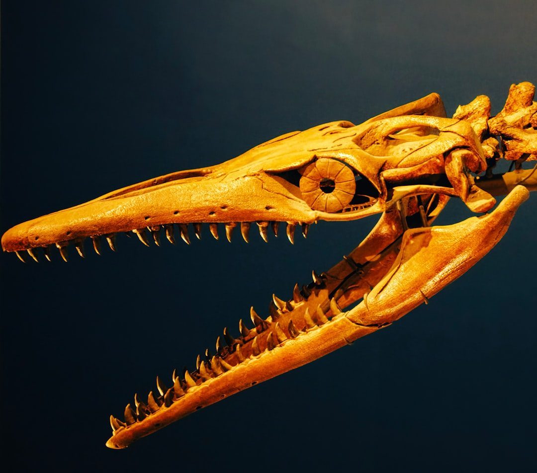 The Dragon: Fire-Breather of Power, Fear, and Fossils (Image Credits: Unsplash)