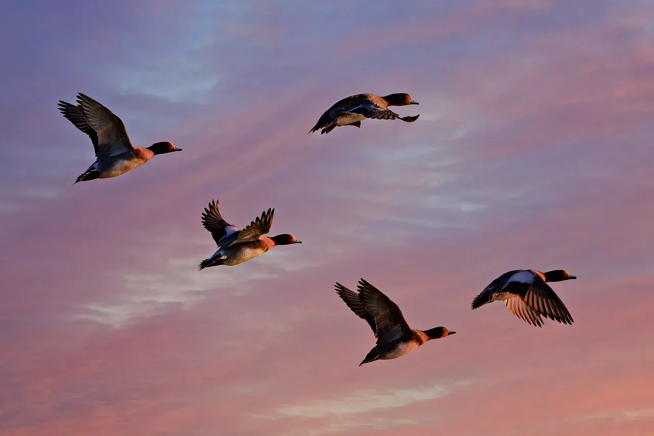 7. Some Birds Navigate Using the Earth’s Magnetic Field (Image Credits: Pixabay)