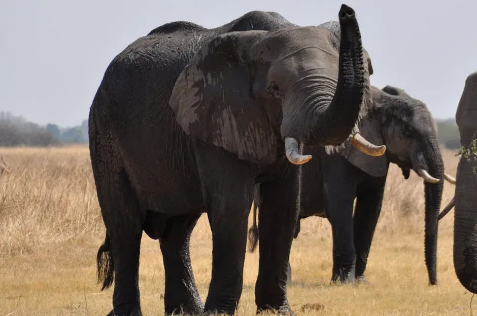 Conclusion: Why Elephant Conversations Should Change How We See the Wild (Image Credits: Pexels)