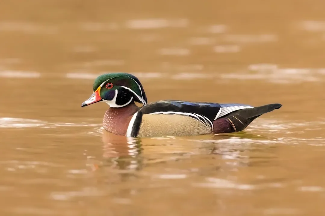 Pisces: Wood Duck (Image Credits: Unsplash)