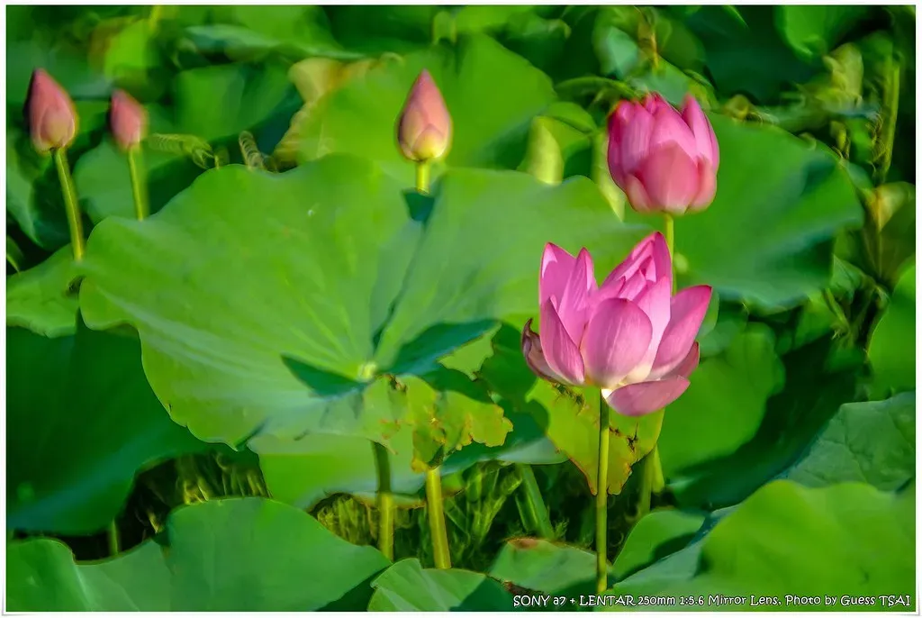 4. The Lotus Plant: A Built-In Self-Cleaning System (猜猜 Guess TSAI, Flickr, CC BY-SA 2.0)