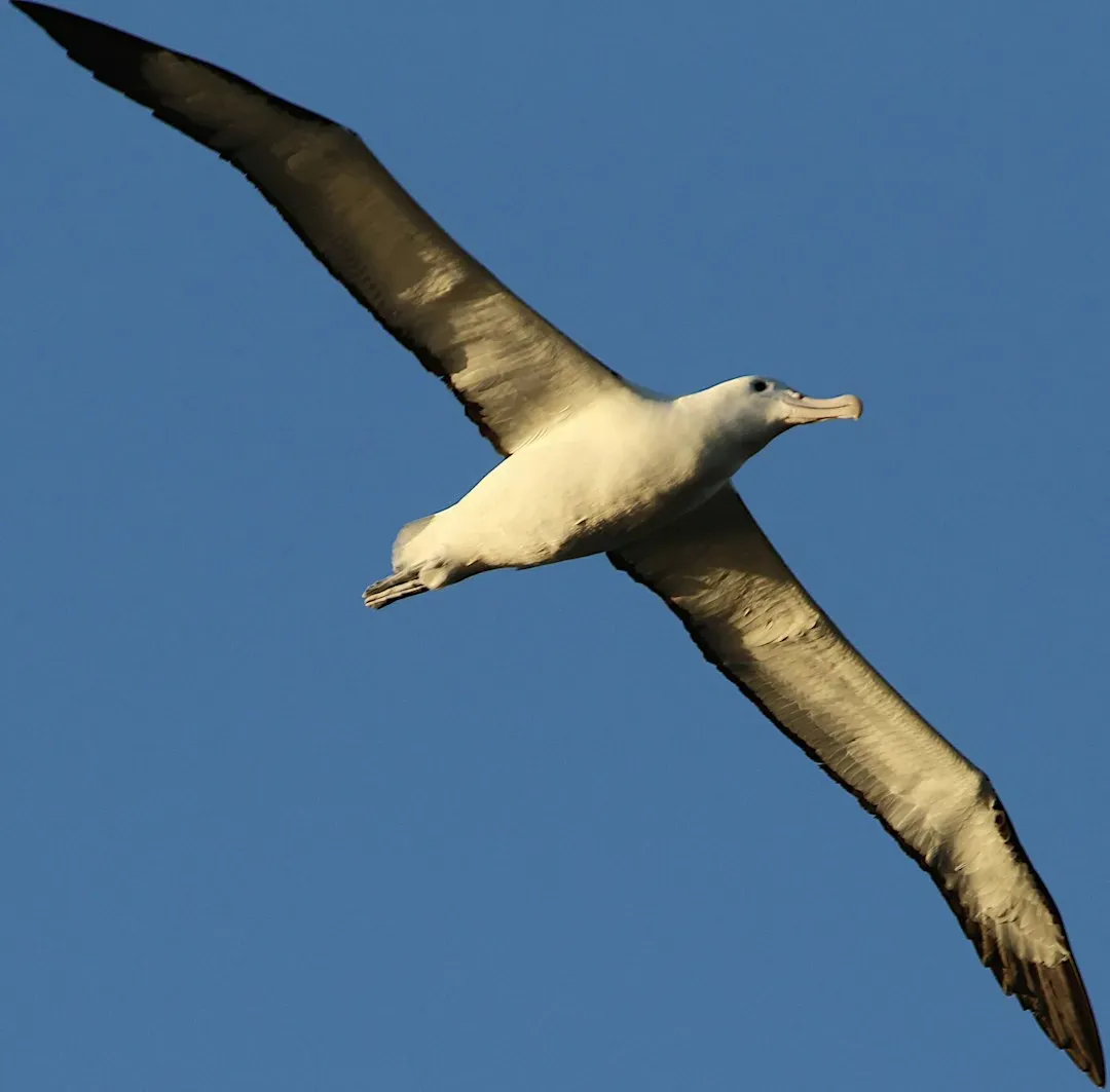 The Other Contenders: Needletails, Ducks, Pigeons, and Albatrosses (Image Credits: Unsplash)