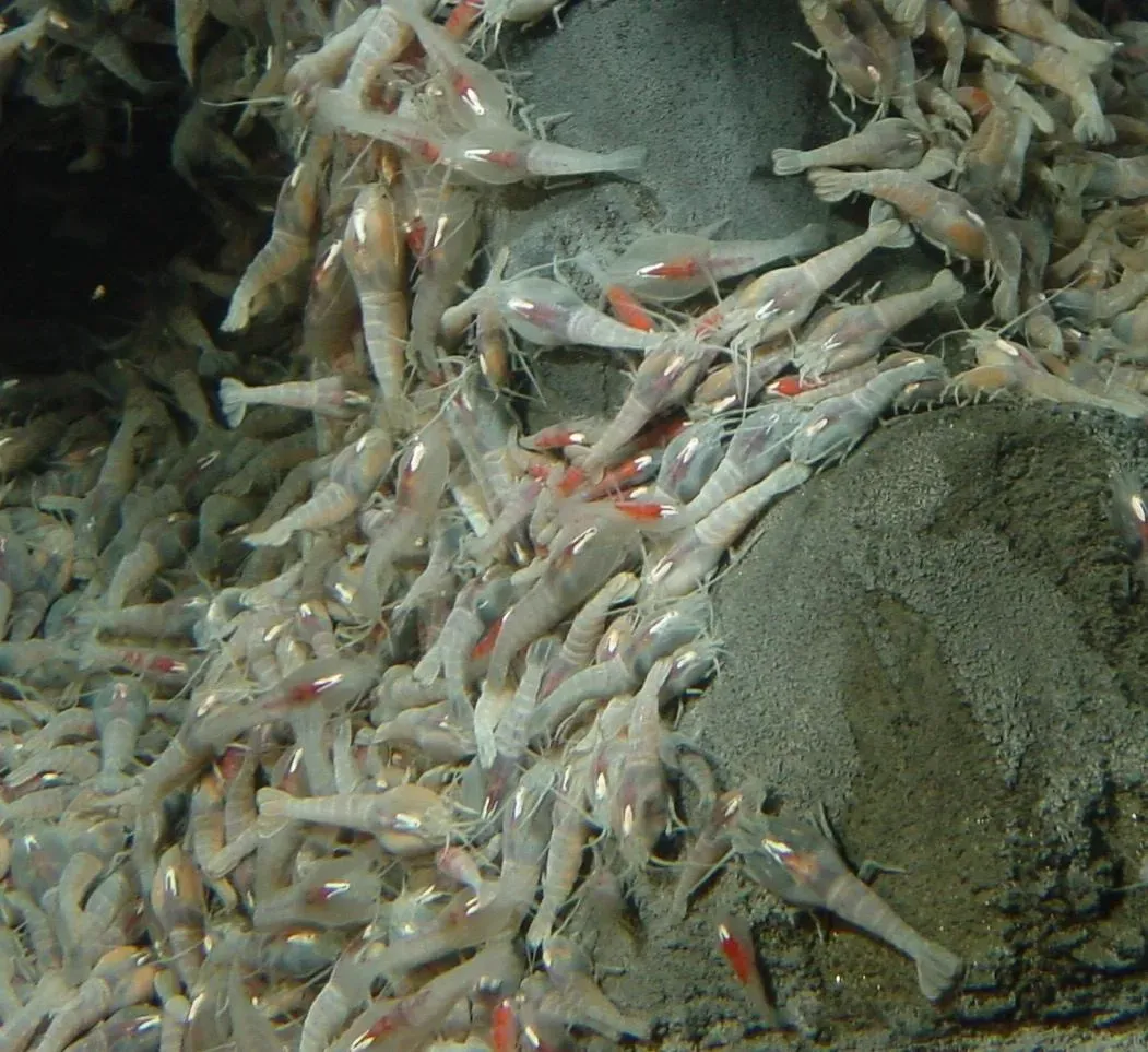 Other Creatures Weaponize Light in Dazzling Attacks (Crevettes Rimicaris exoculata, CC BY 4.0)
