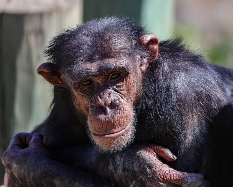 What Neuroscience Tells You About Shared Primate Minds (Image Credits: Pexels)