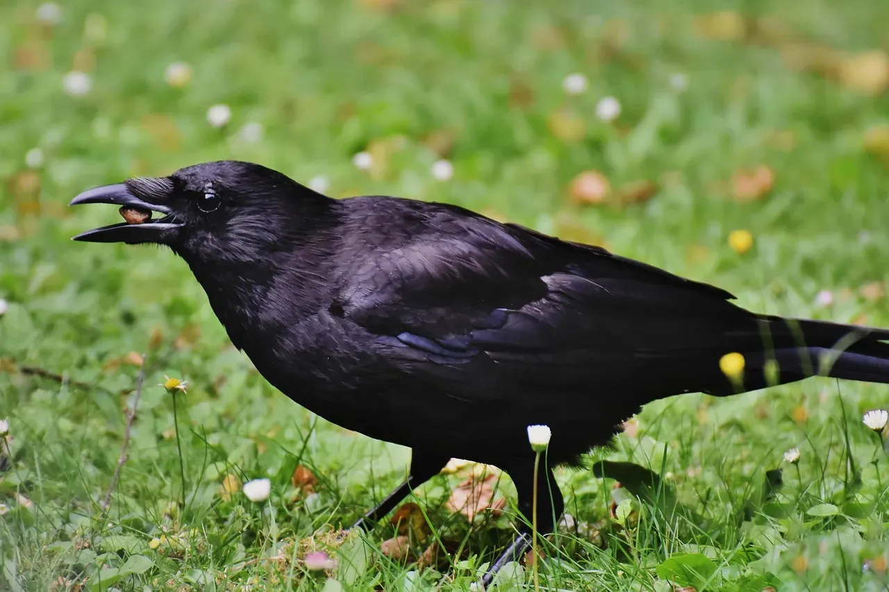#8 - Why Crows Leave "Gifts" for the Humans Who Feed Them (Image Credits: Pixabay)