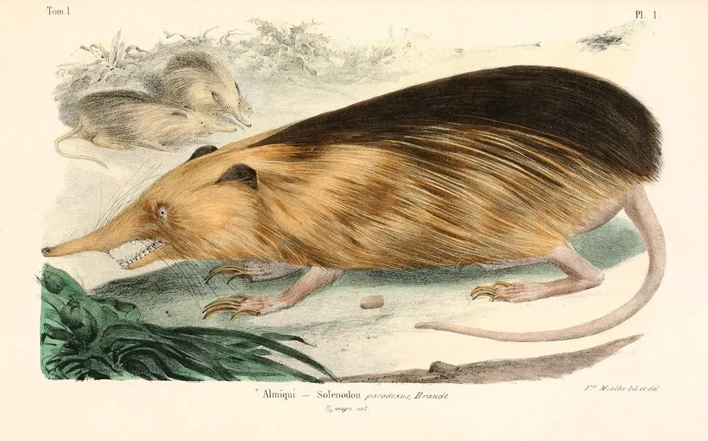 6. Cuban Solenodon – The Venomous Relic That Dodged Extinction (Image Credits: Flickr)