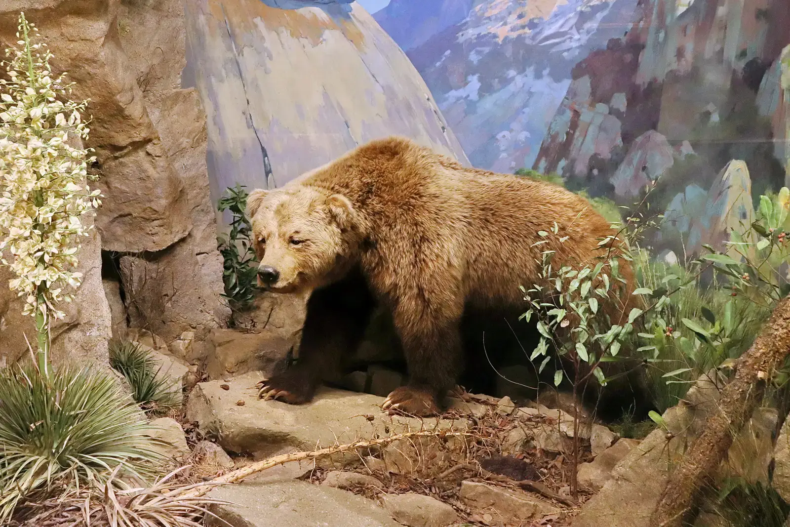 #20 - The California Grizzly Drawn Into Mountains It Barely Touched (By Vahe Martirosyan, CC BY-SA 2.0)