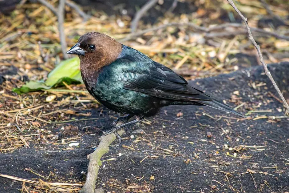 There Is a Dark “Enforcer” Side to Cowbird Behavior (Image Credits: Pexels)
