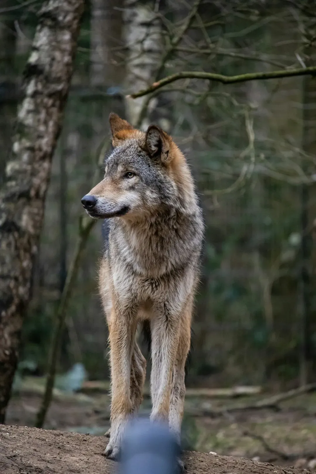 From Eradication to Reintroduction: A History That Still Stings (Image Credits: Unsplash)