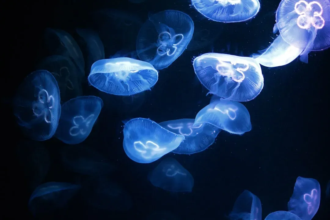 Leo – The Bioluminescent Jellyfish: Radiant, Hypnotic, and Proudly Visible (Image Credits: Unsplash)