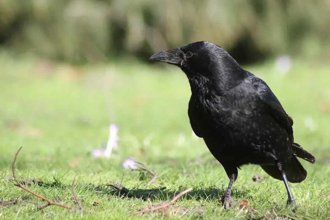 3. Crows and Ravens Can Plan, Use Tools, and Outsmart Human Experiments (Image Credits: Unsplash)