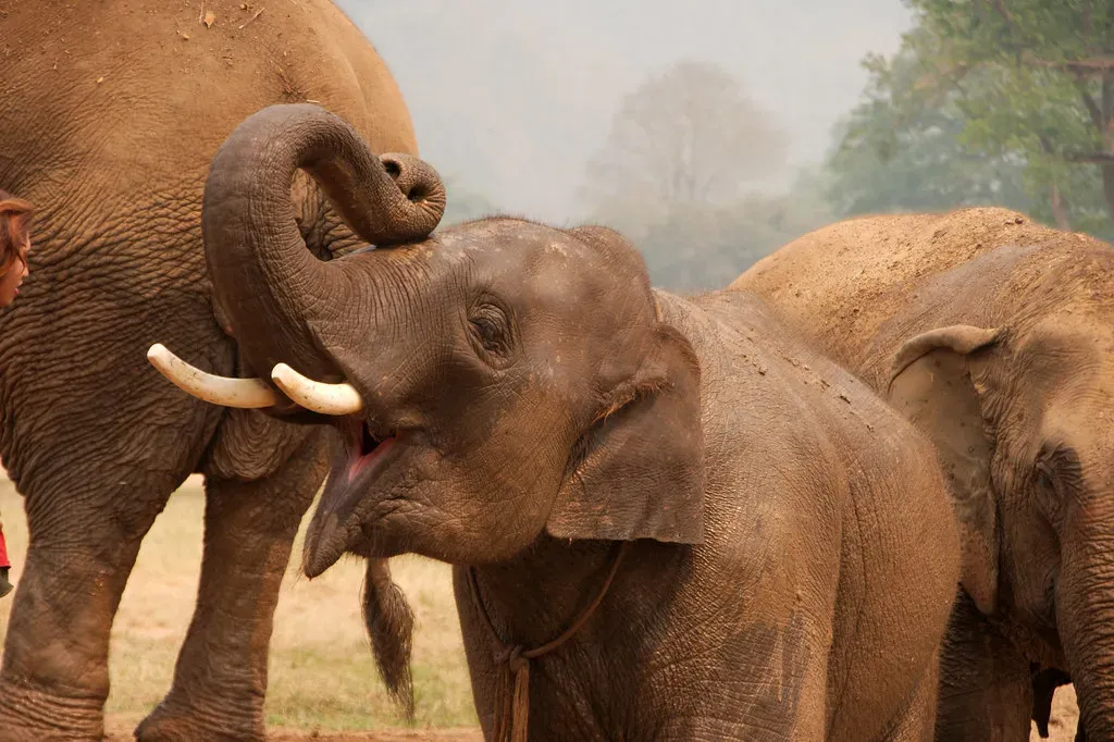 The Surprising Discovery: Elephants Know Who’s Calling (Christian Haugen, Flickr, CC BY 2.0)